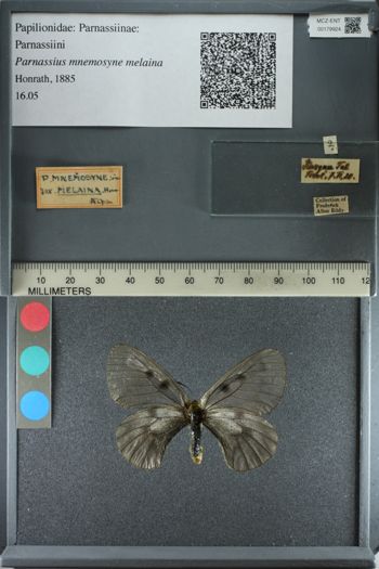 Media type: image;   Entomology 179924
